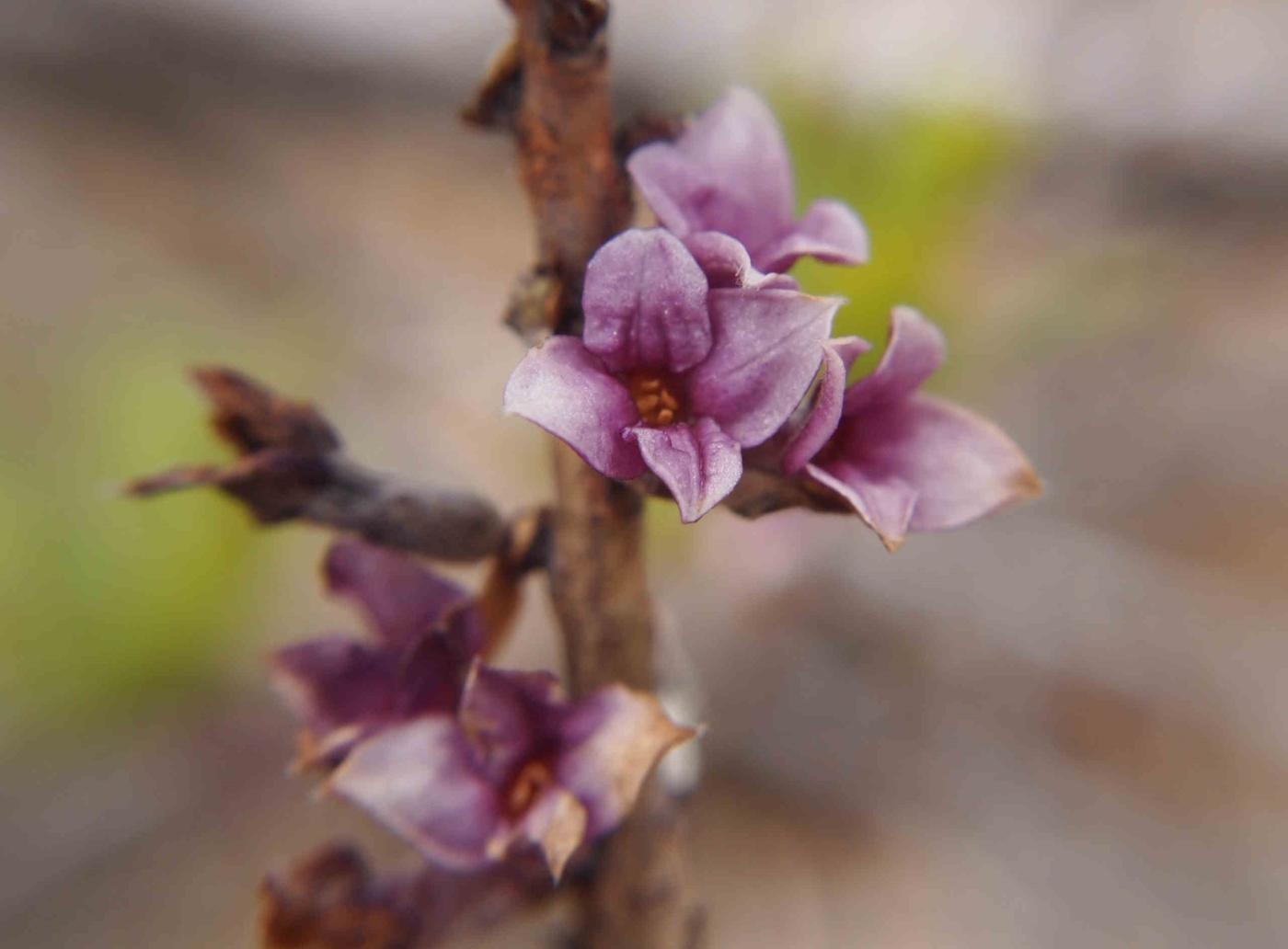 Mezereon flower